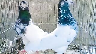 Mashallah Teddi-Ali wali cross breed #pigeon #kabutarbazi #kabootar