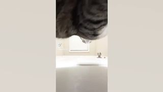 Funny Animal Videos 2022 ???? - Funniest Cats And Dogs Videos ???????? 7