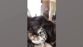Funny Pets That Can Put You in Happy Mood Instantly ????????
