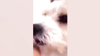 Funny Pets That Can Put You in Good Mood Instantly ????????