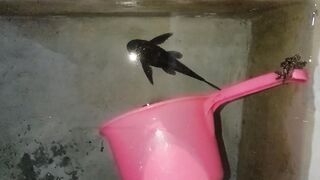 Playing cleaner fish in the bath room