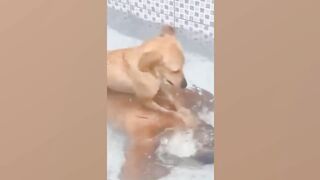Funny Animal Videos 2022 ???? - Funniest Cats And Dogs Video ???????? 3