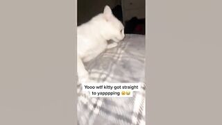 Funny Animal Videos 2022 ???? - Funniest Cats And Dogs Videos ???????? 10