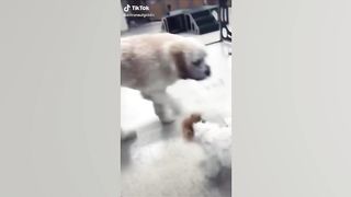 Funny Animal Videos 2022 ???? - Funniest Cats And Dogs Video ???????? 4