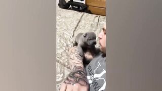 Funny Animal Videos 2022 ???? - Funniest Cats And Dogs Video ???????? 5