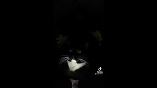 Funny Animal Videos 2022 ???? - Funniest Cats And Dogs Video ???????? 7