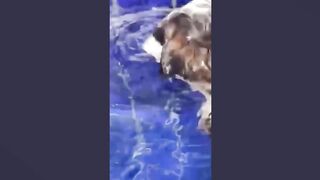 Funny Animal Videos 2022 ???? - Funniest Cats And Dogs Video ???????? 6
