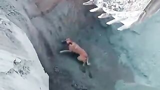 embauchez-une-équipe-de-grues-pour-le-soulever-fypshi-drôle-souris-drôles-animaux-drôles-vidéo-chien-drôles.