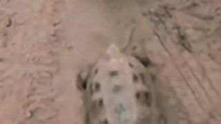 funny video 207