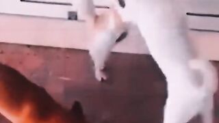 funny video 208