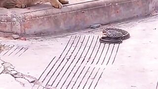 funny video 209