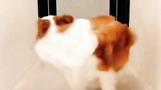 funny video 211