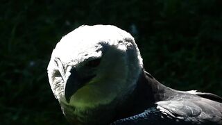 harpy eagle watching,,,,,,,,águia harpia observando,,,,,,,