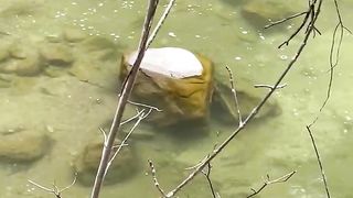 Watching huge rainbow trout in small streams