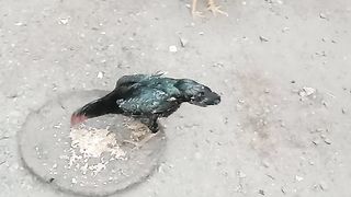 Give food my pets in the morning