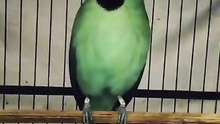 Burung ini Ngamuk di godain janda...Full angry bird teased widow