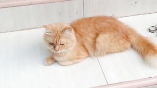 Cute cat 37