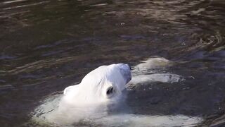 rare north polar animal