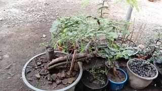 A beautiful asam Jawa bonsai