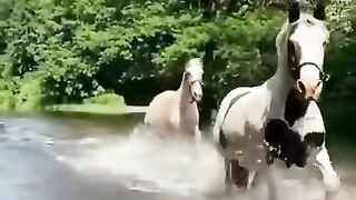 animaux 3