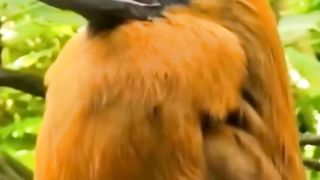 Beautiful Bird