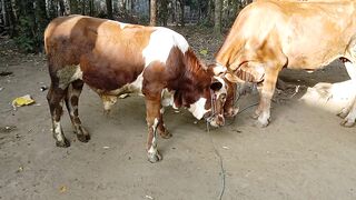 beautiful Cows