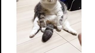 Setress si kucing