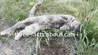 3 facts about cats that most people don't know!