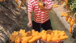Big size mango ????
