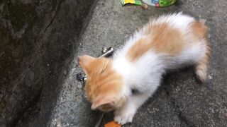 Wow, my cat so cute.