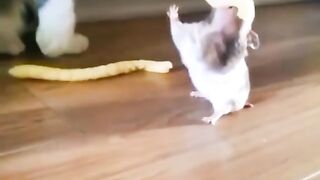 CAT AND FRIEND