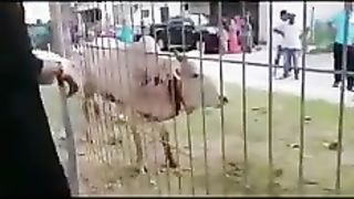 qurban cows are still alive even though their necks are almost severed