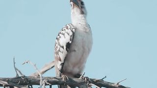 THE BIRDS PERCHING ON TREE BRANCHES