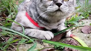 kucing lucu gemoy goyang    cute gemoy rocking cat