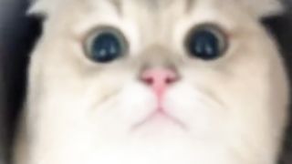 Cute cat 38