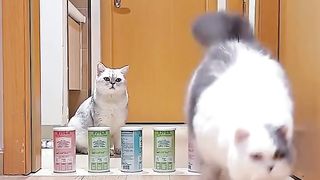 Cat jump