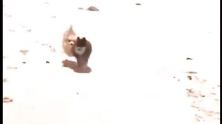 Funny pet 6