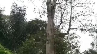 Honey sweet picking process