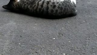 FUNNY CAT