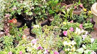 Beautiful garden..... satisfied..https://payup.video/u/205463