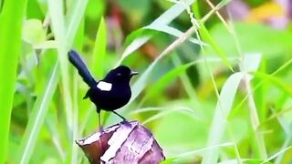 Hitam Putih Indah