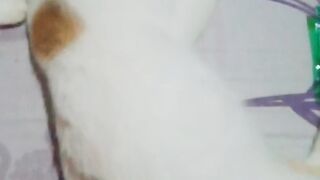 funny cat 2 2