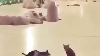 A cat awaking a man
