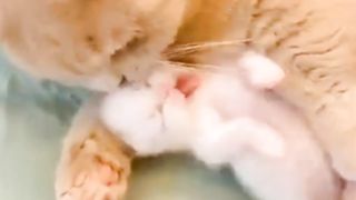 Cute baby cat and mama cat. Kitten. Cute kitten