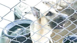 DOGS BARKING!! Angry Dogs | Real Guard Dogs | Defending You!