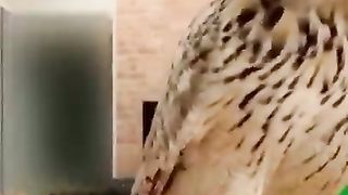 Funny Animal Video 4