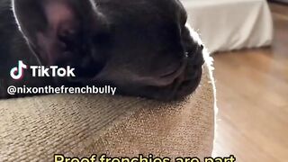 Funny Dog Videos 2023