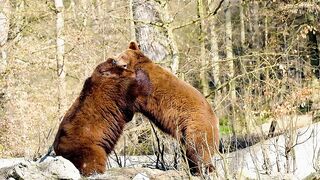 Brown bear ???? brown ????