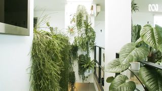 How to start growing indoor plants hydroponically | Indoor Plants