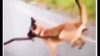 Crazy Cats and Dogs